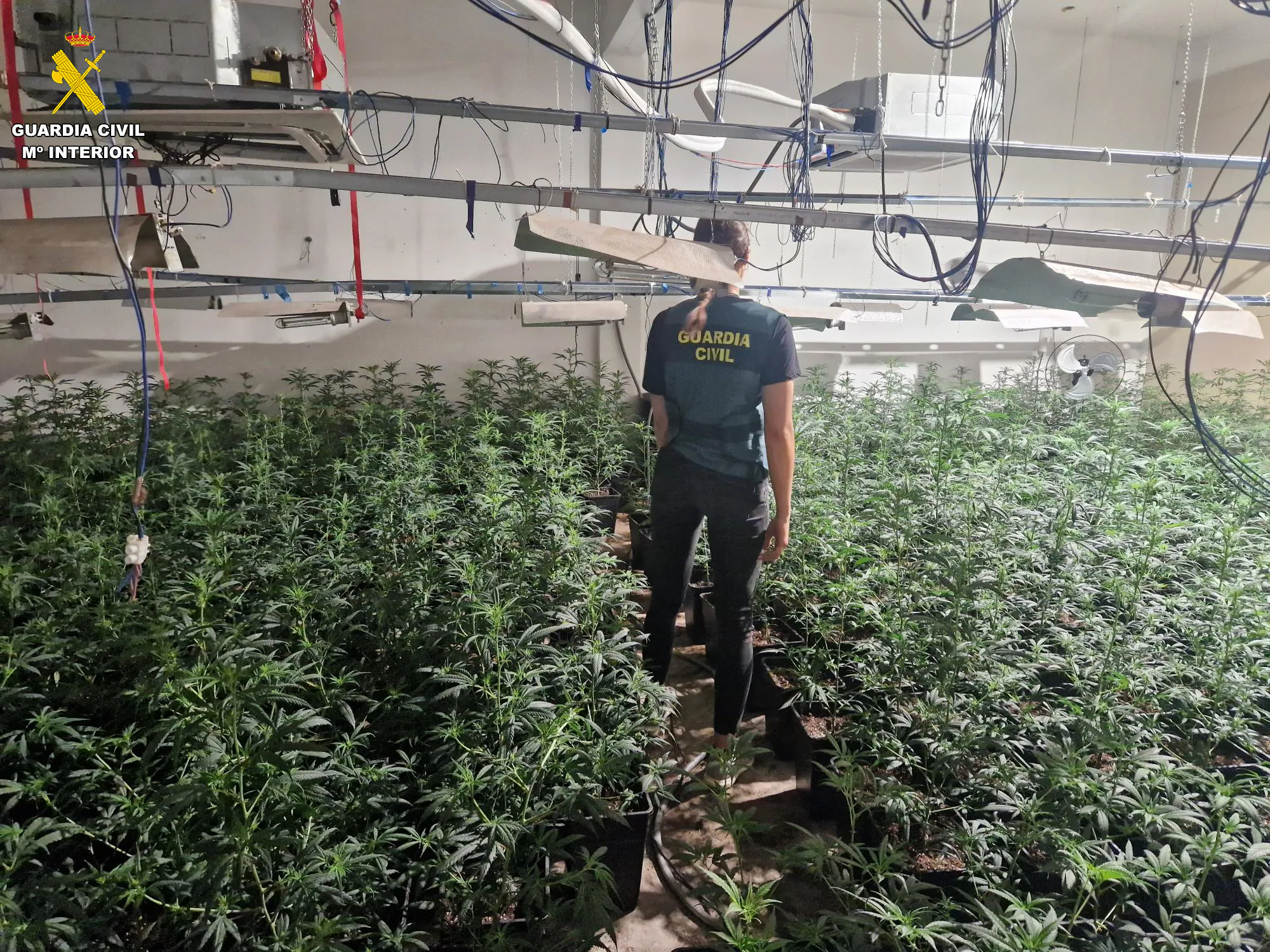 Detenido un padre que utilizaba a sus hijos menores para cultivar marihuana en l'Alcúdia