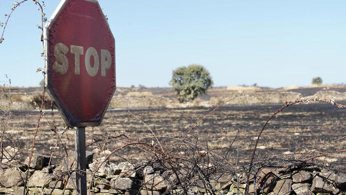 Efectos de las llamas en el incendio forestal en la comarca leonesa de Maragatería.