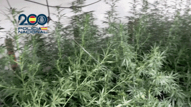 Detenidos un matrimonio y su hija en Cartagena por cultivar marihuana en sus domicilios