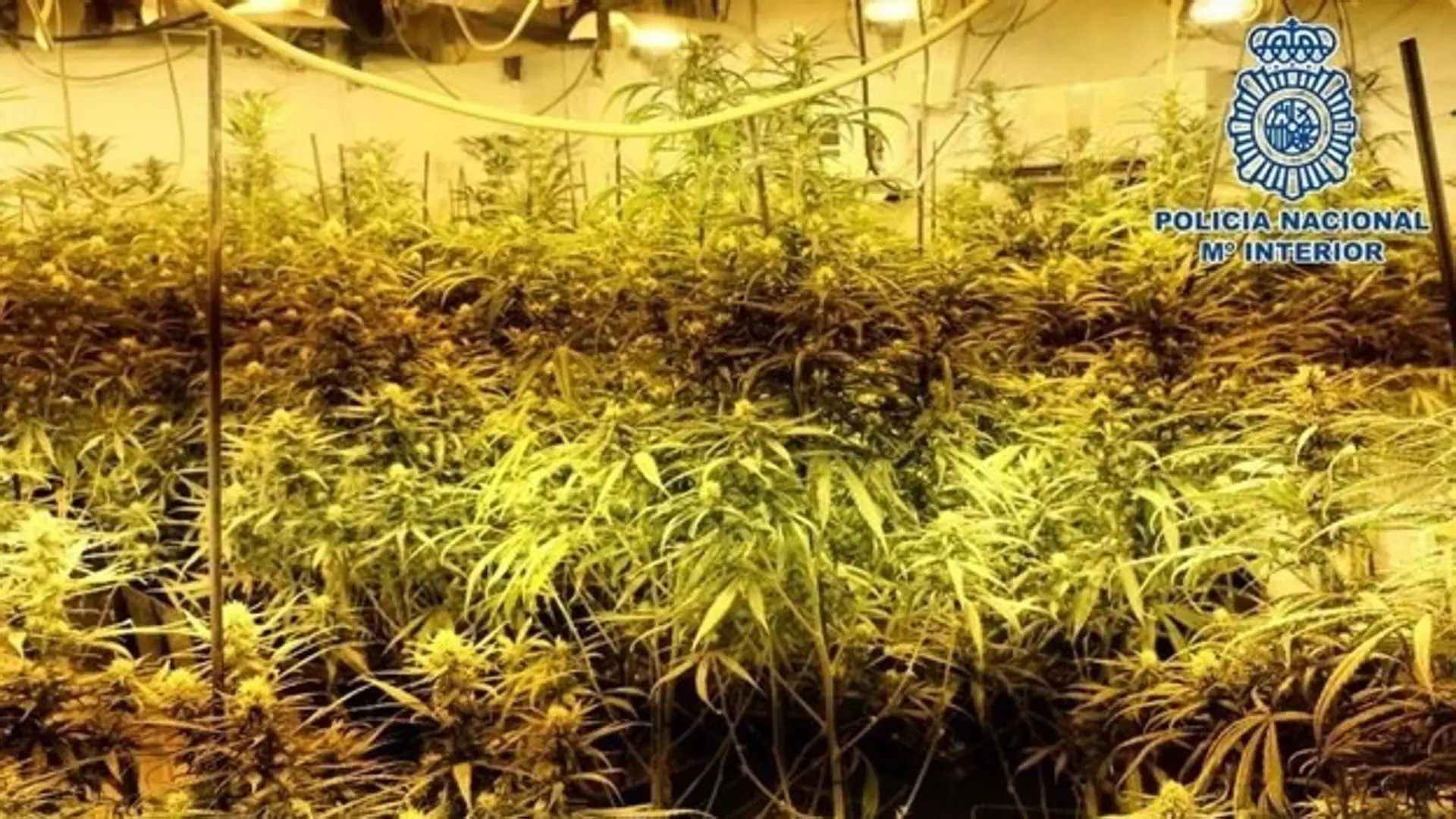 Endesa desconecta tres plantaciones de marihuana al mes en Málaga