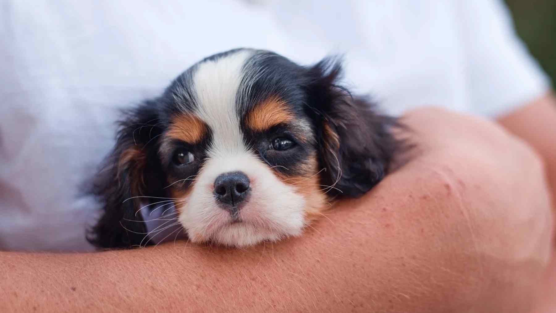 Grupo criminal estafa a navarros en la compra fraudulenta de cachorros de perro por internet
