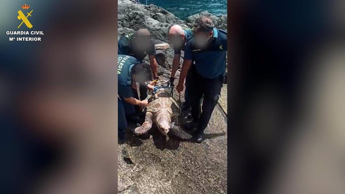 Agentes de la Guardia Civil recuperan el cadáver de una tortuga boba con varios anzuelos clavados en la boca en Tenerife.
