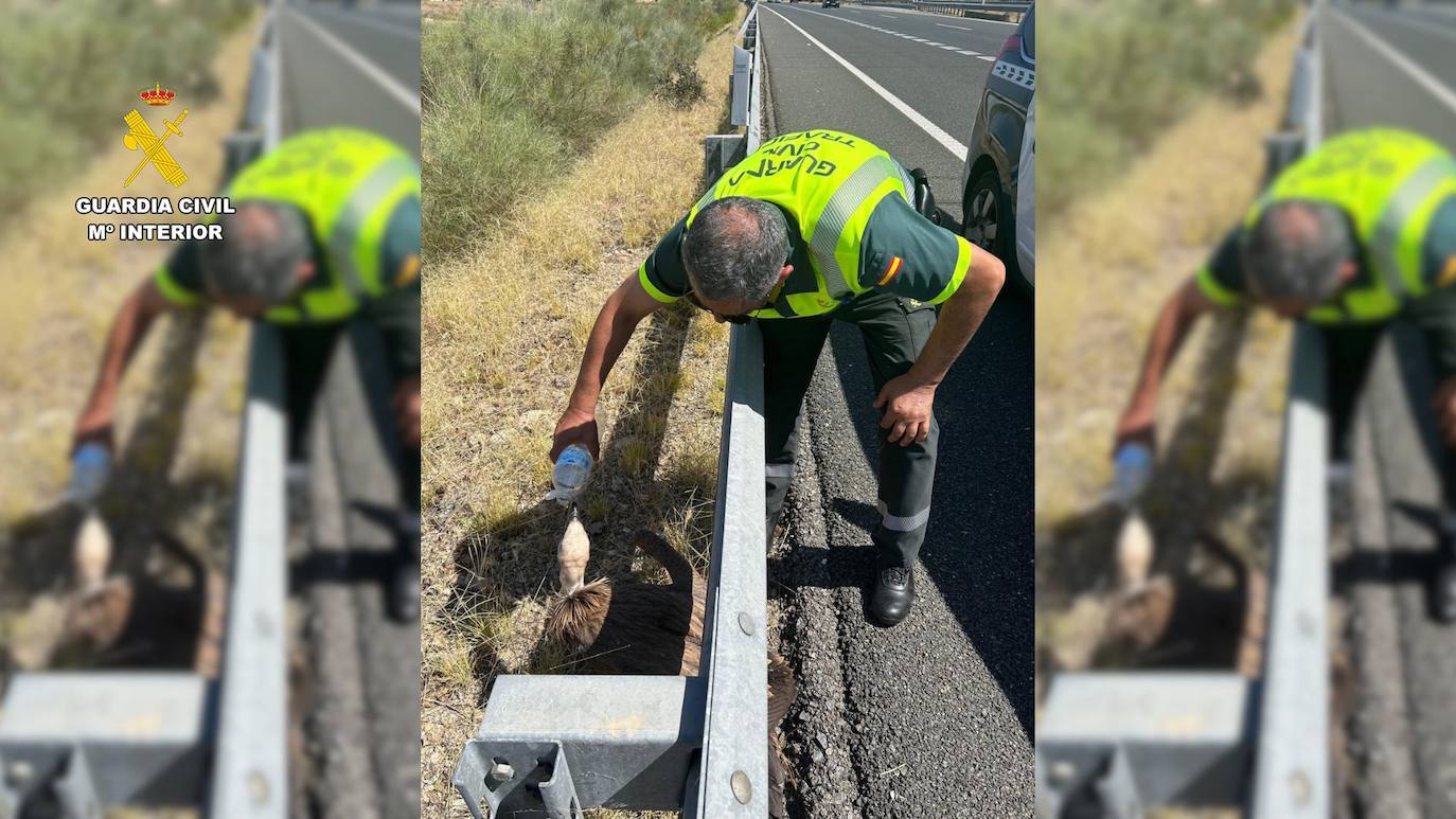 La Guardia Civil rescata a un buitre leonado deshidratado en la A-5