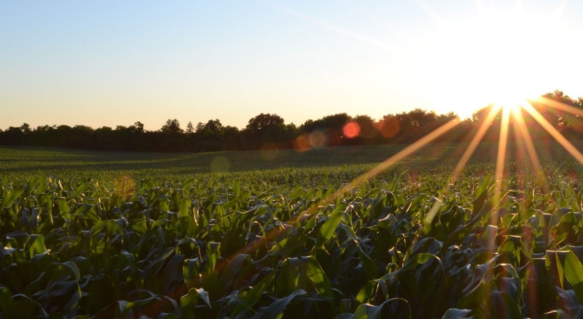 Muere cuando trabajaba en el campo a pleno sol, en Ciudad Real