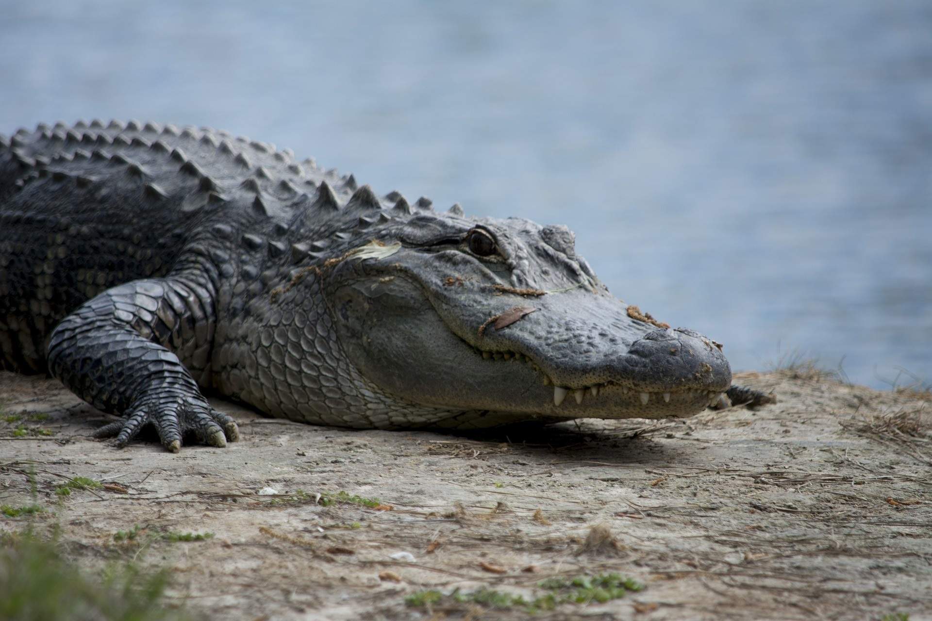 Hallan y capturan a cría de caimán en el río Besòs de Barcelona