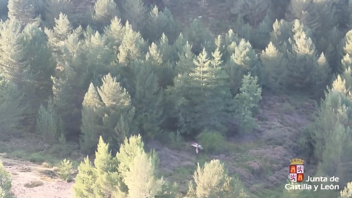 El parapente accidentado cayó en una zona boscosa.