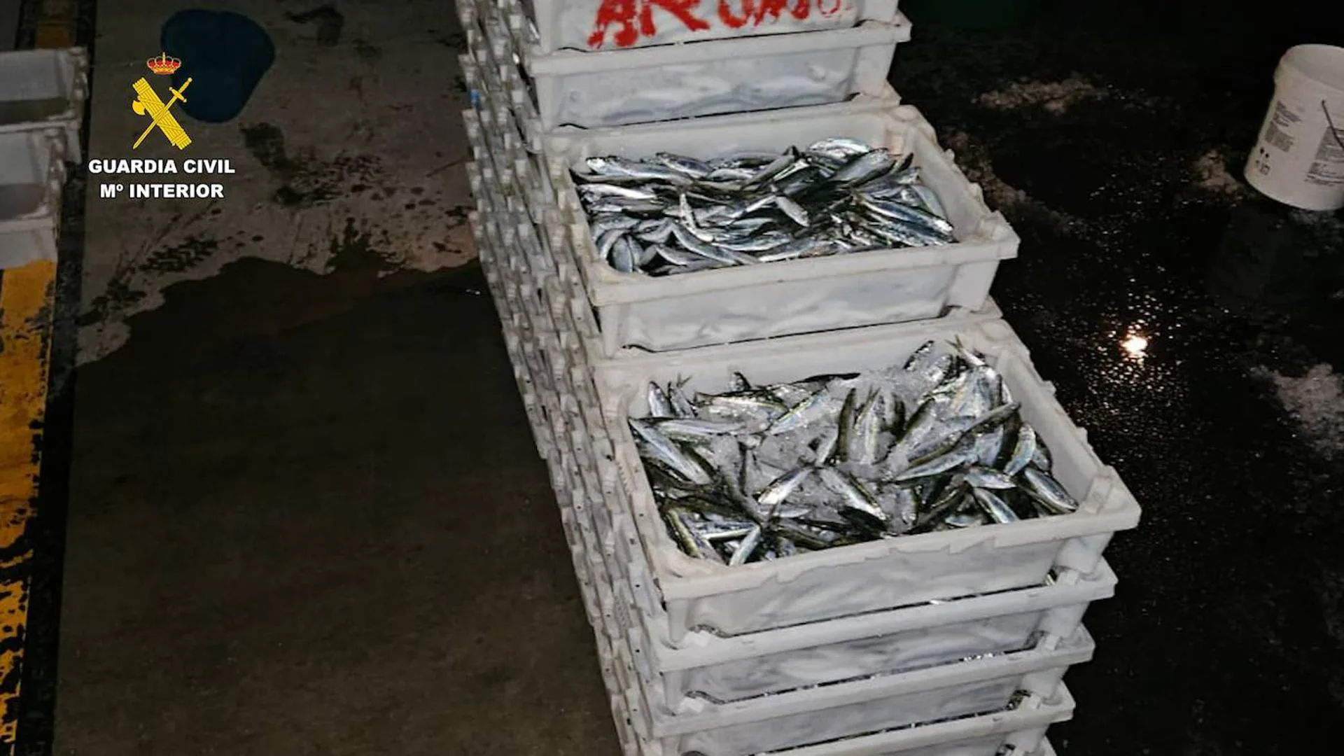 Interceptan 330 kilos de sardinas capturadas de forma ilegal en el puerto de Las Palmas