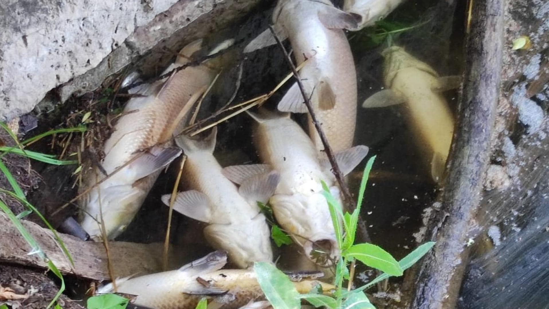 El Seprona investiga la causa de la muerte de cientos de peces en el Arlanzón