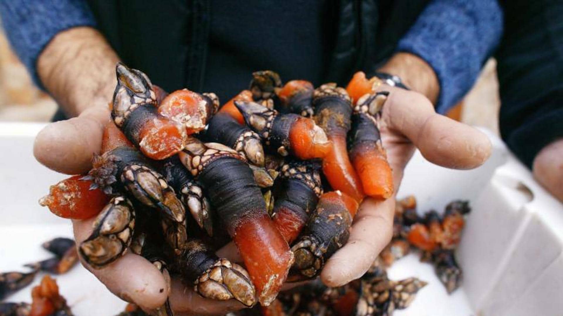 Localizan a un joven con 26 kilos de percebes en el maletero