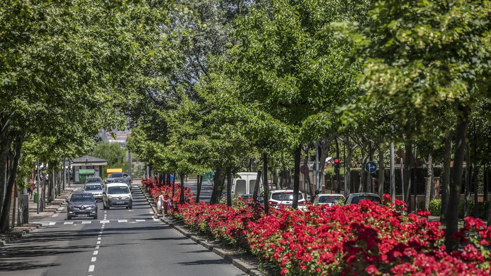 Joven mujer atropellada en intersección de Logroño, no requiere ingreso hospitalario
