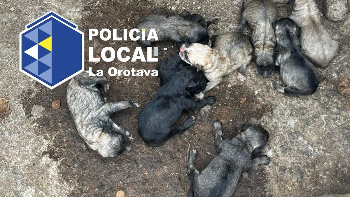 Imagen de los cachorros encontrados por la Policía Local de La Orotava este miércoles 7 de agosto.