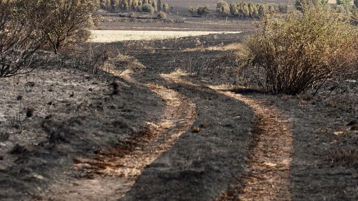 Peregrino alemán admite ser el causante del devastador incendio forestal en Castrillo de los Polvazares