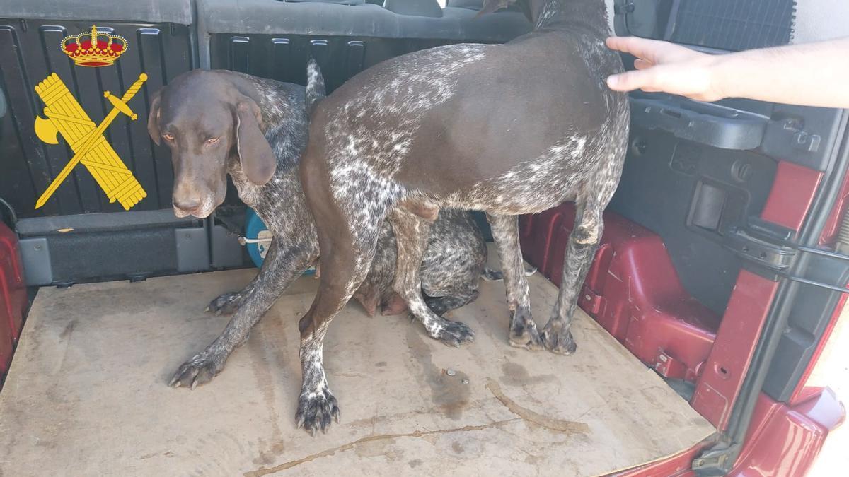 Los dos perros de raza braco alemán robados y luego recuperados por la Guardia Civil.