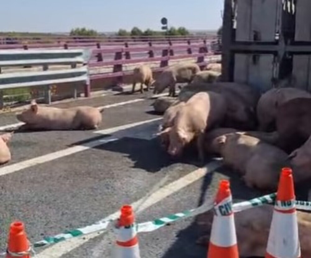 Rescate heroico: Guardia Civil salva a cerdos tras accidente en la carretera CM-42