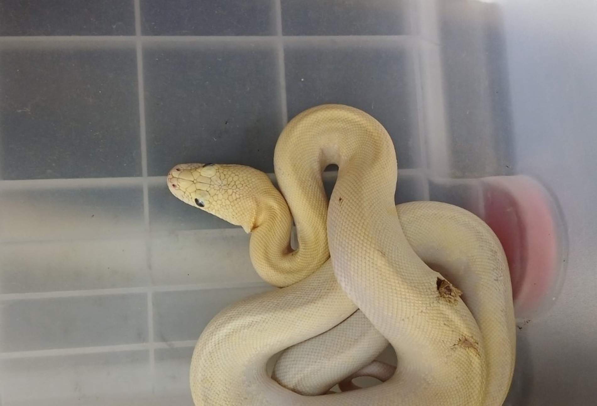 Una serpiente exótica aparece herida cerca del río Besòs en Sant Adrià de Besòs, los Agentes Rurales investigan el hallazgo