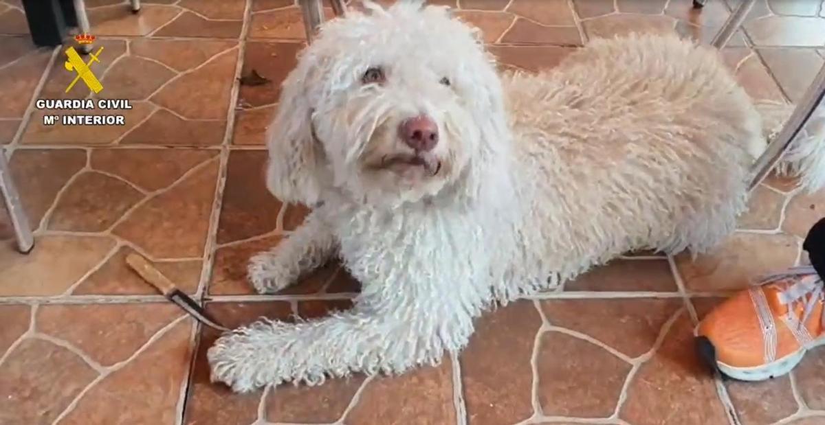 Imágenes del ejercicio realizado por el perro del Servicio Cinológico especializado en búsqueda de restos biológicos donde marca el arma encontrada previamente en la localidad de Mocejón