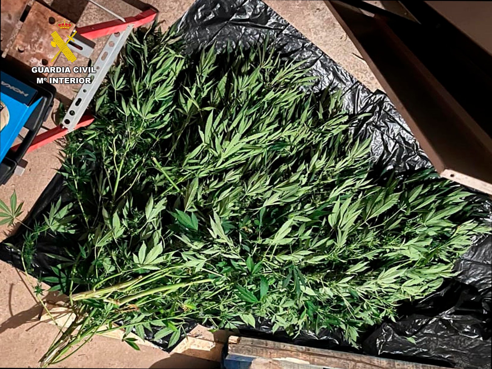 Desmantelan cuatro cultivos de marihuana en Santa Eulalia Bajera gracias al fuerte olor