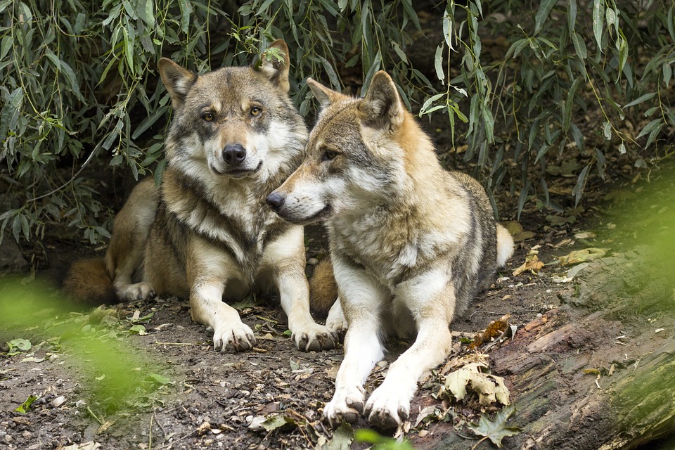 Álava tiene una de las dos manadas de lobos en Euskadi