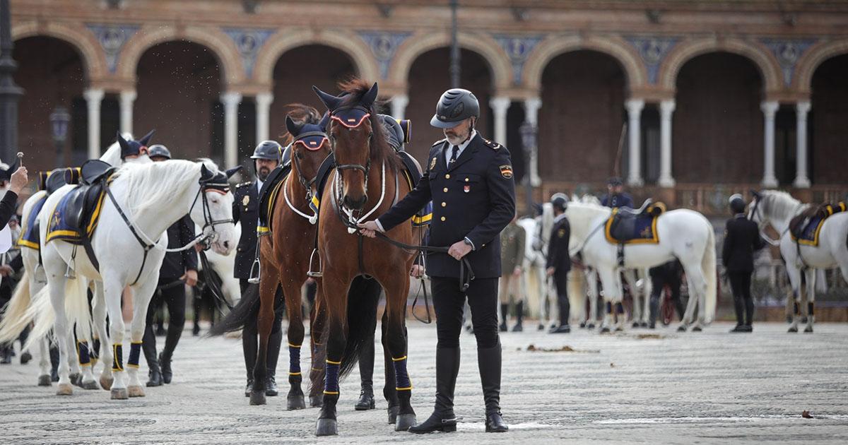 Caballos del Cuerpo Nacional de Policía - EP