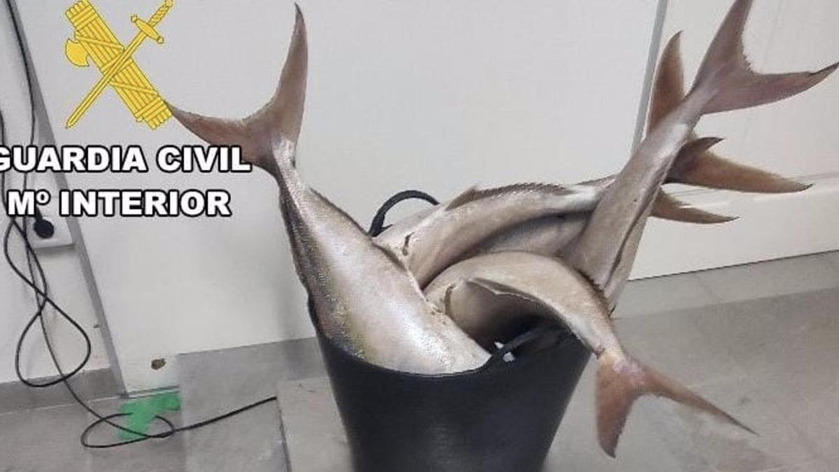 Capturas ilegales de pescado intervenidas en Garachico.