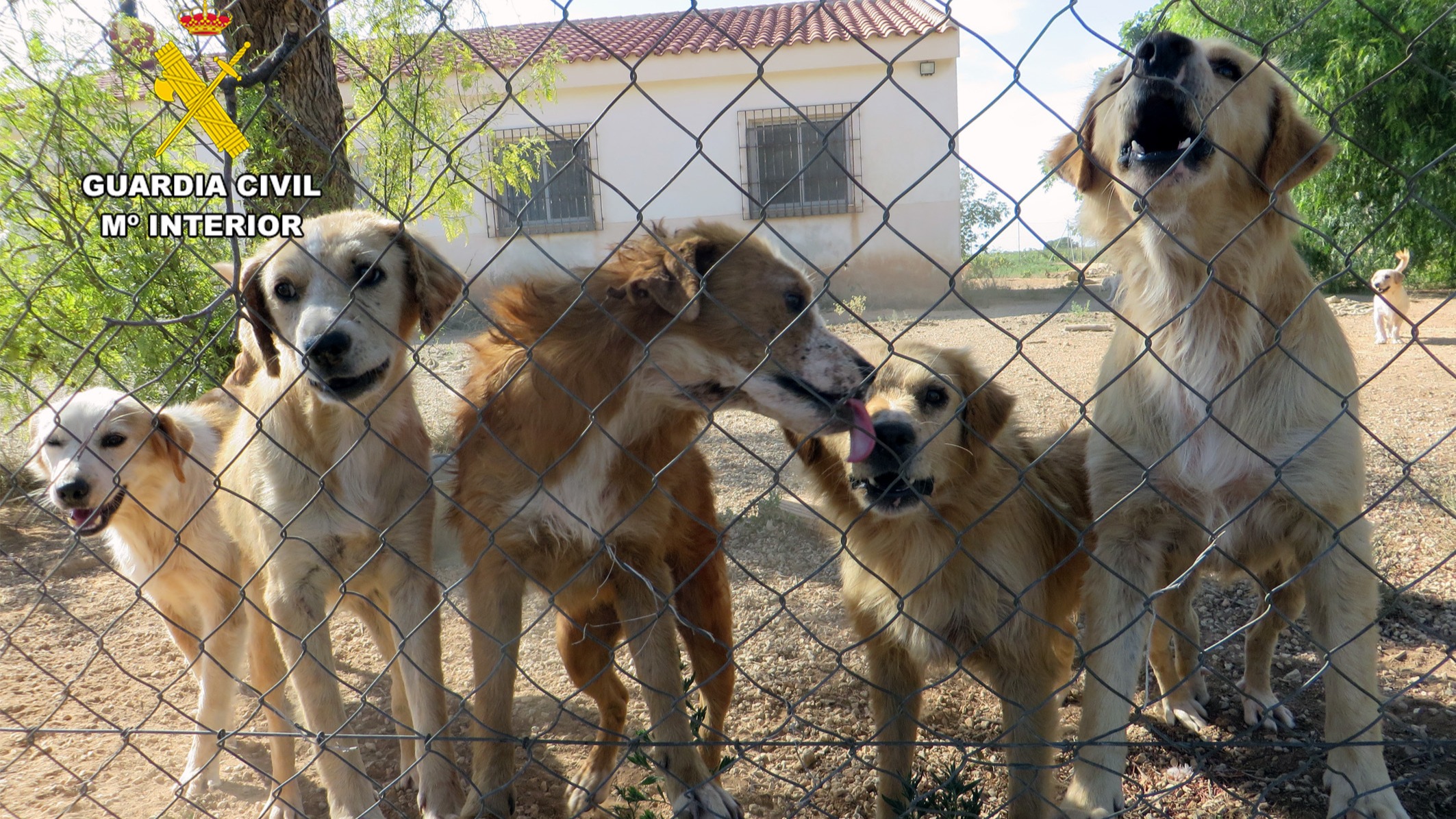Rescatados una treintena de perros abandonados en fincas de Mula y Pliego
