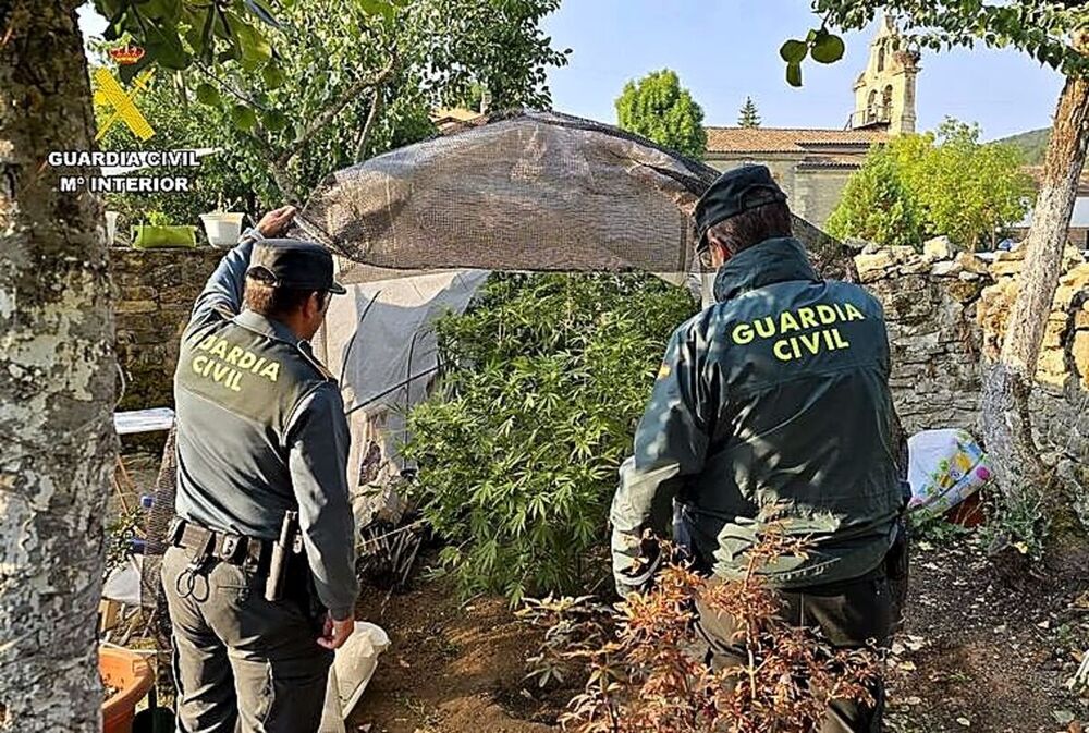 Dos detenidos por cultivar 'maría' en Dehesa de Montejo