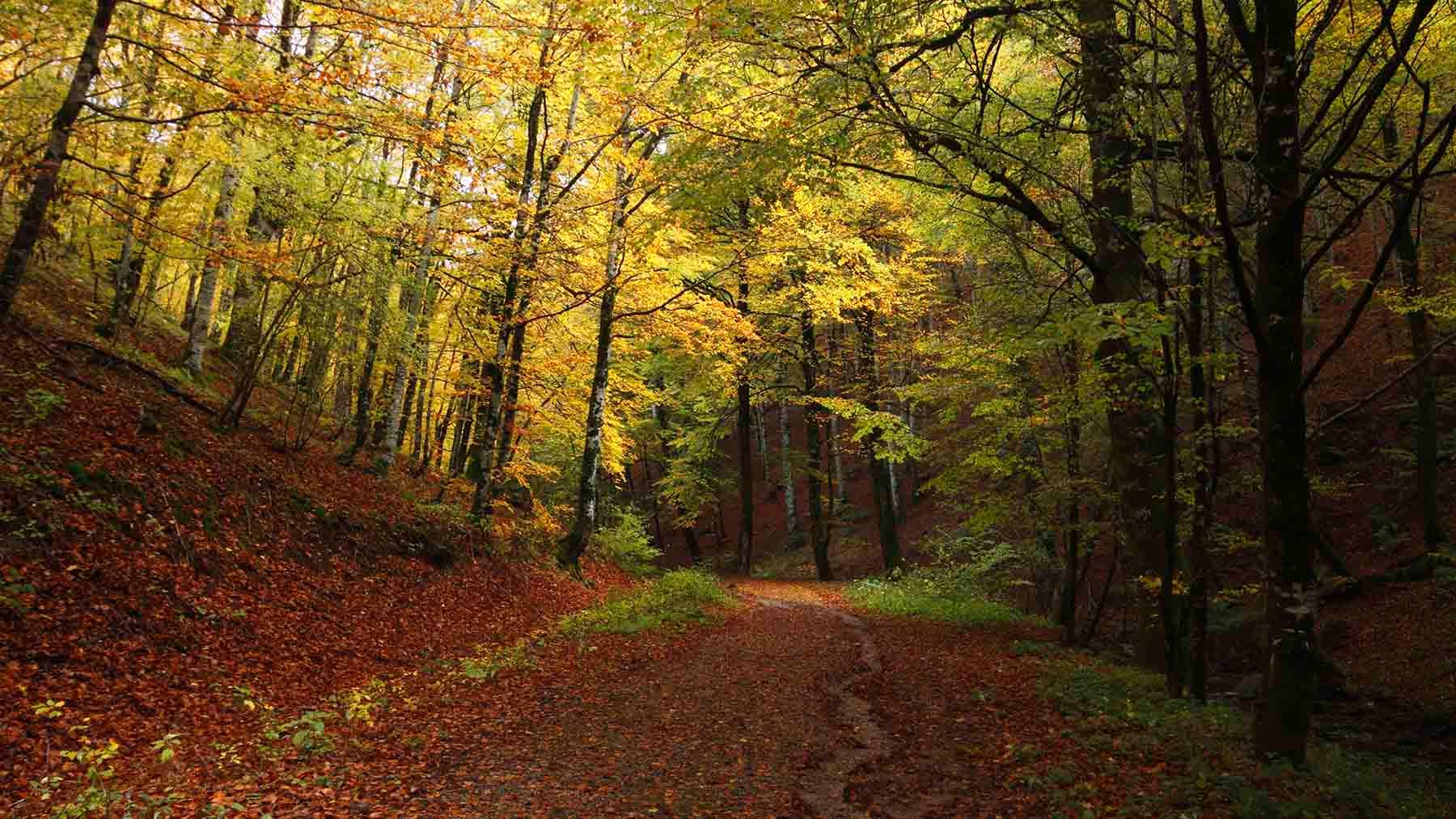 Localizan a una mujer de 71 años perdida en un bosque de Navarra mientras recogía setas