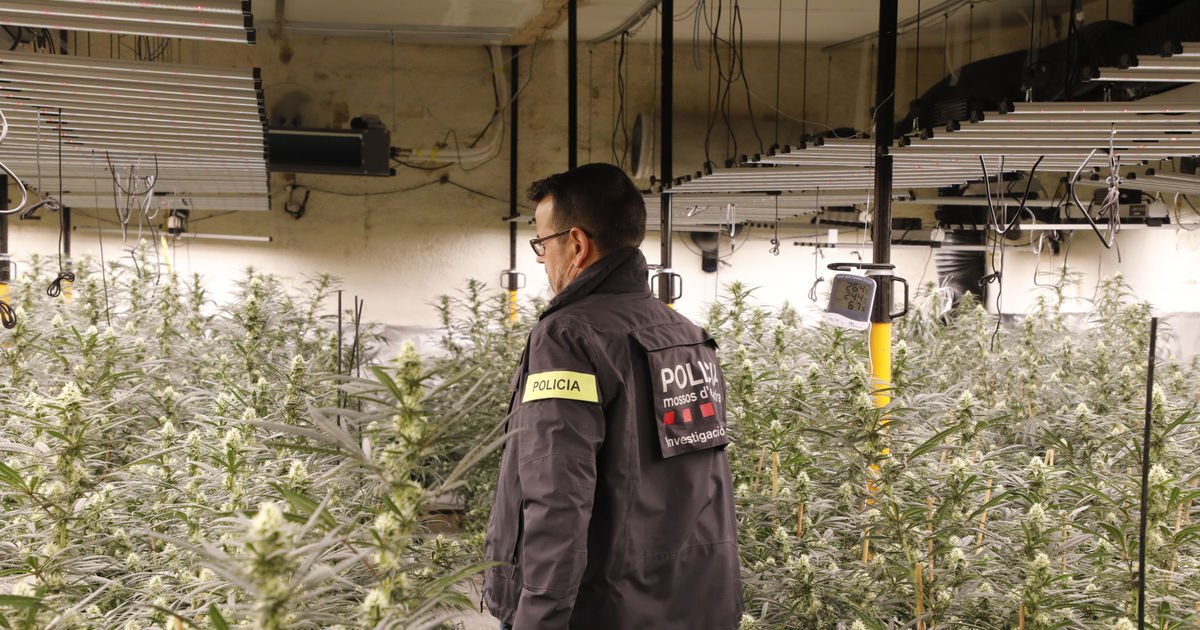 Encarcelados 52 albaneses en Lleida por supuesto tráfico de marihuana