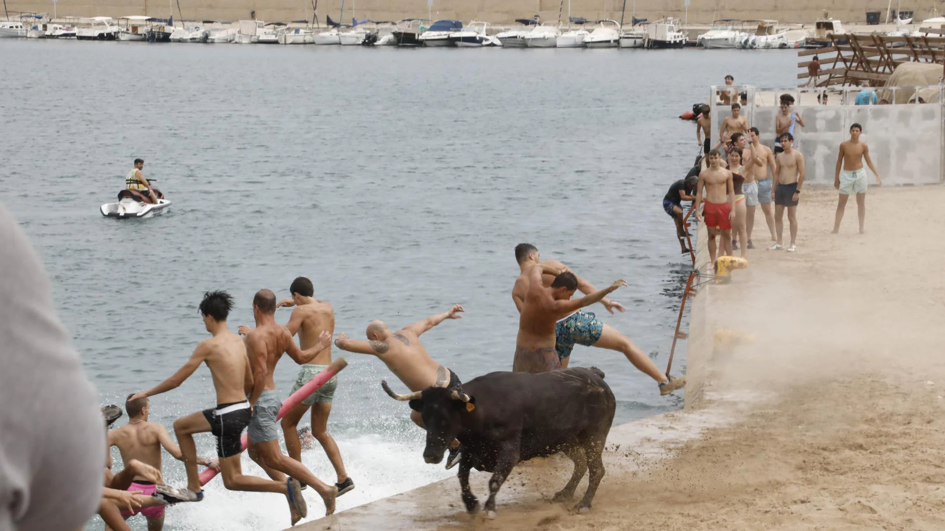 Pacma denuncia la muerte por ahogamiento de un toro en los 'bous a la mar' de Xàbia