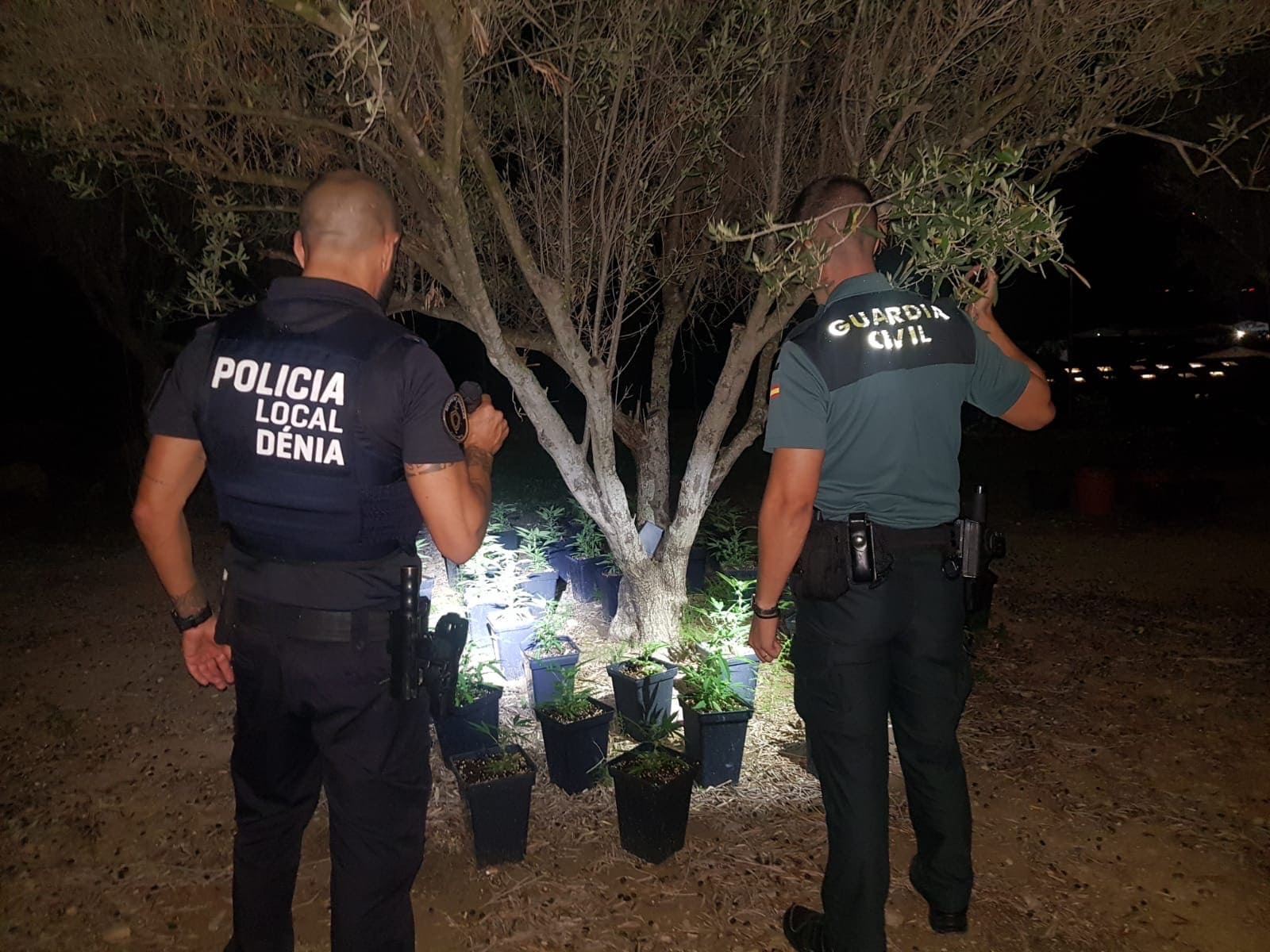 Huye en una moto que le habían dejado probar y descubren su plantación de marihuana en Dénia