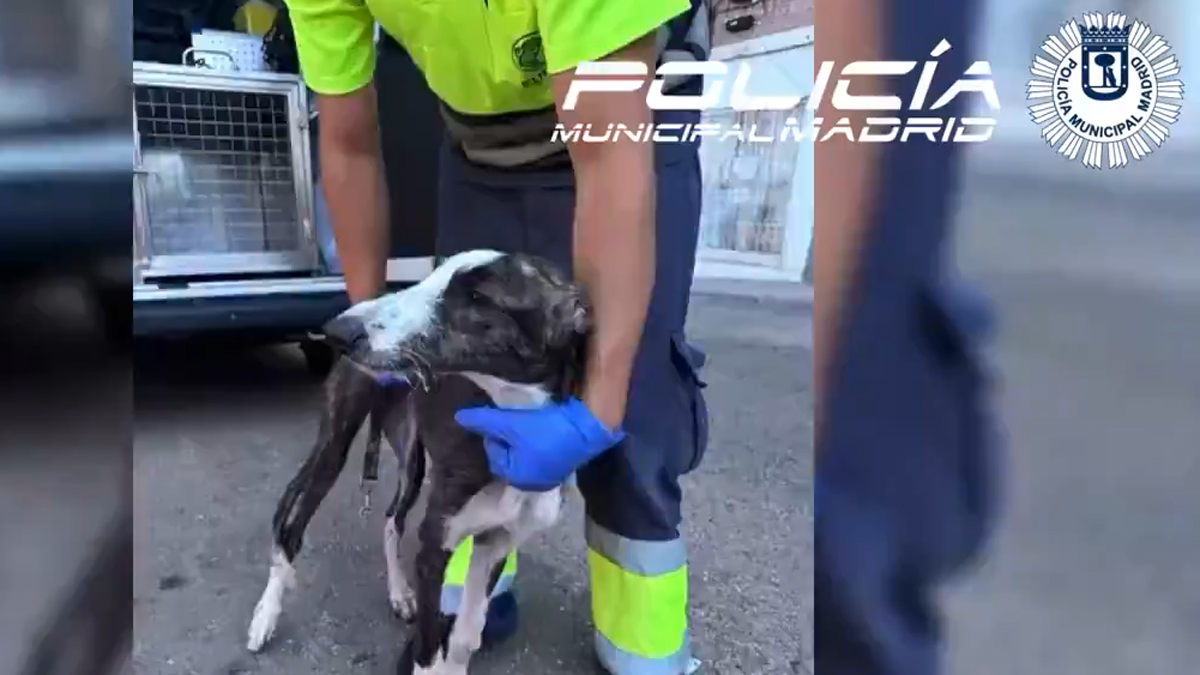 Rescatan a cachorro de galgo en pésimas condiciones de una furgoneta abandonada