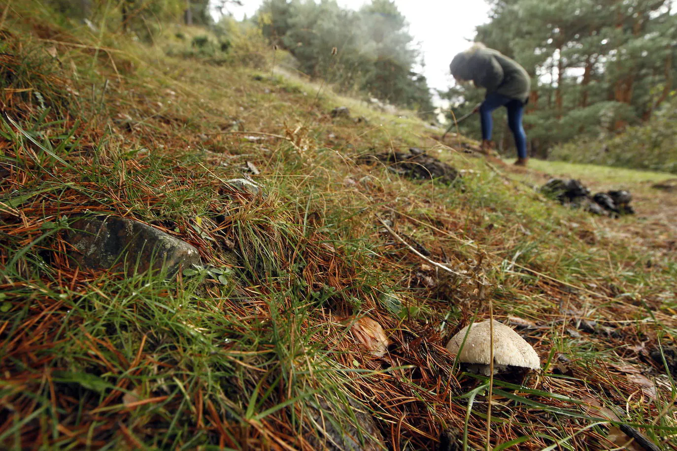 Rescatados tres seteros en Villoslada