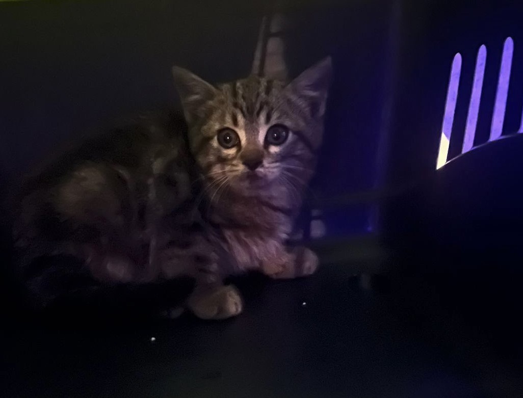 Rescatado un gatito de pocos meses del motor de un coche en Valdemoro