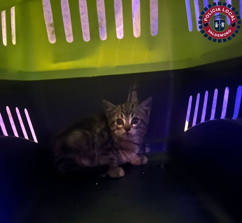 gato en transportin