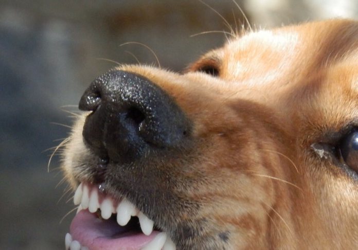 Una mordedura de perro cada tres días en Vitoria