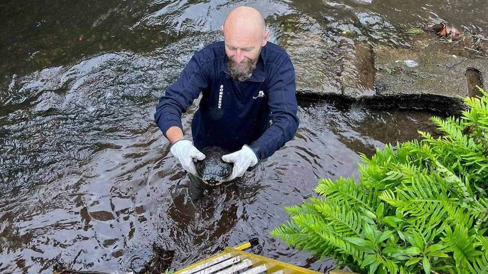 Bomberos de Asturias rescatan a tortuga en apuros en el río Magdalena