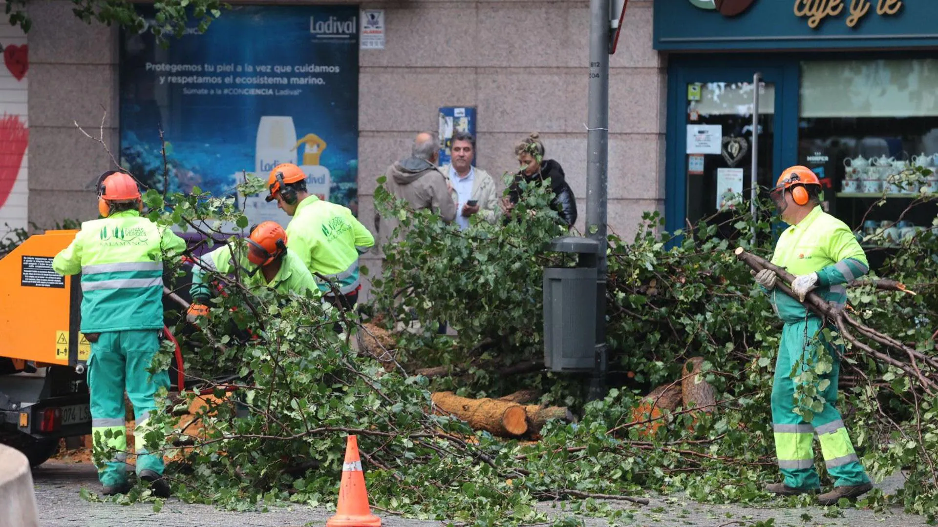 Caída de árbol en la Plaza del Oeste de Salamanca desencadena tala de 12 árboles por motivos de seguridad, descontento entre los vecinos