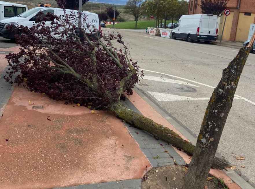 Caída de árboles y objetos en Soria debido a fuertes rachas de viento por paso de la borrasca ex-Kirk, confirma el Ayuntamiento
