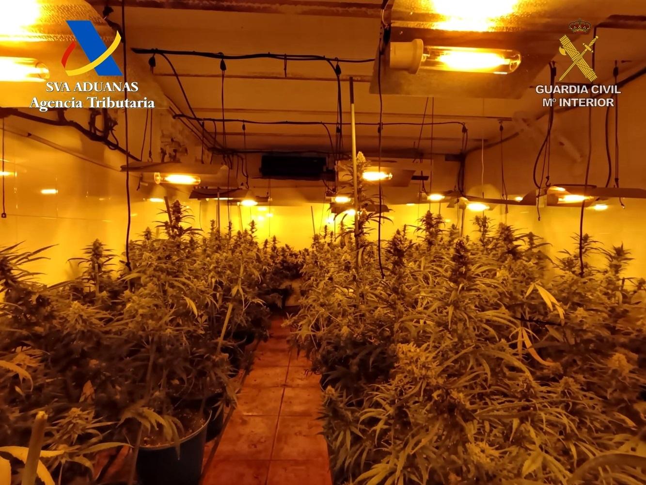 Plantación intervenida. - GUARDIA CIVIL