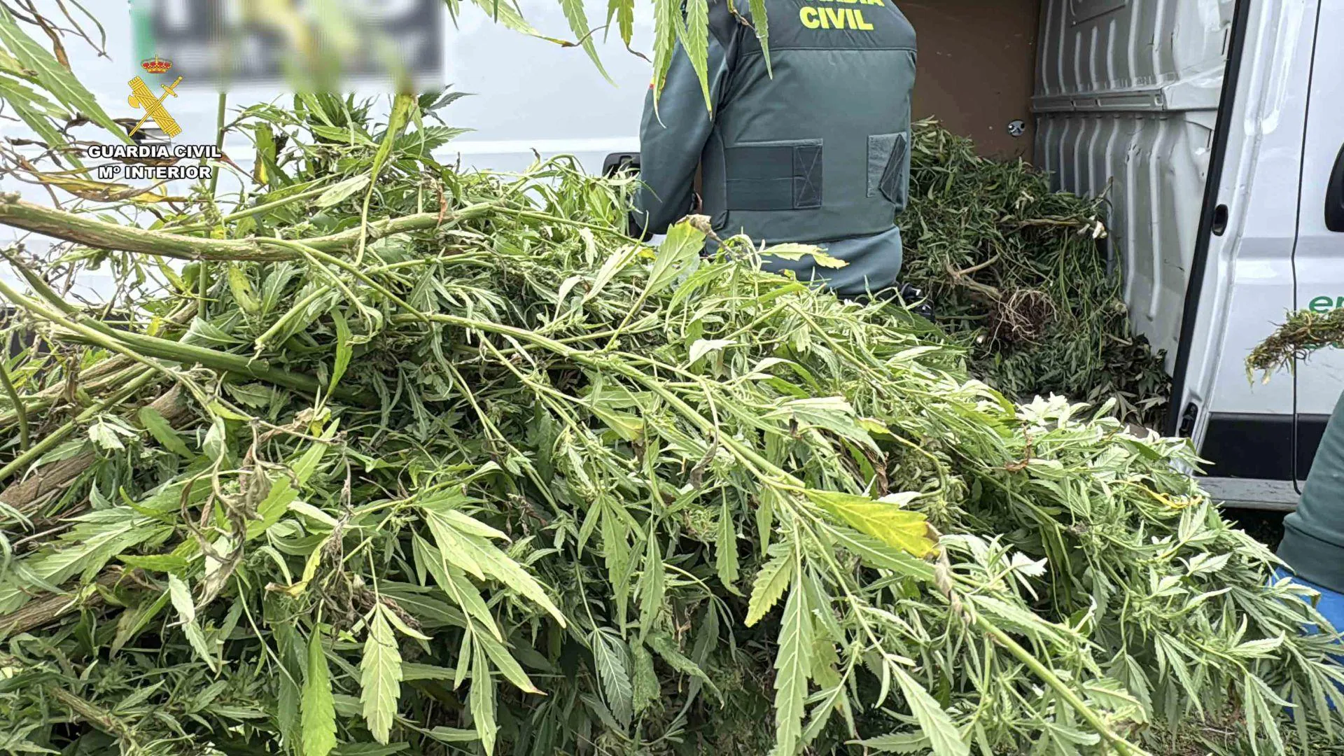 La Guardia Civil frustra un robo de plantas de marihuana en Casalarreina