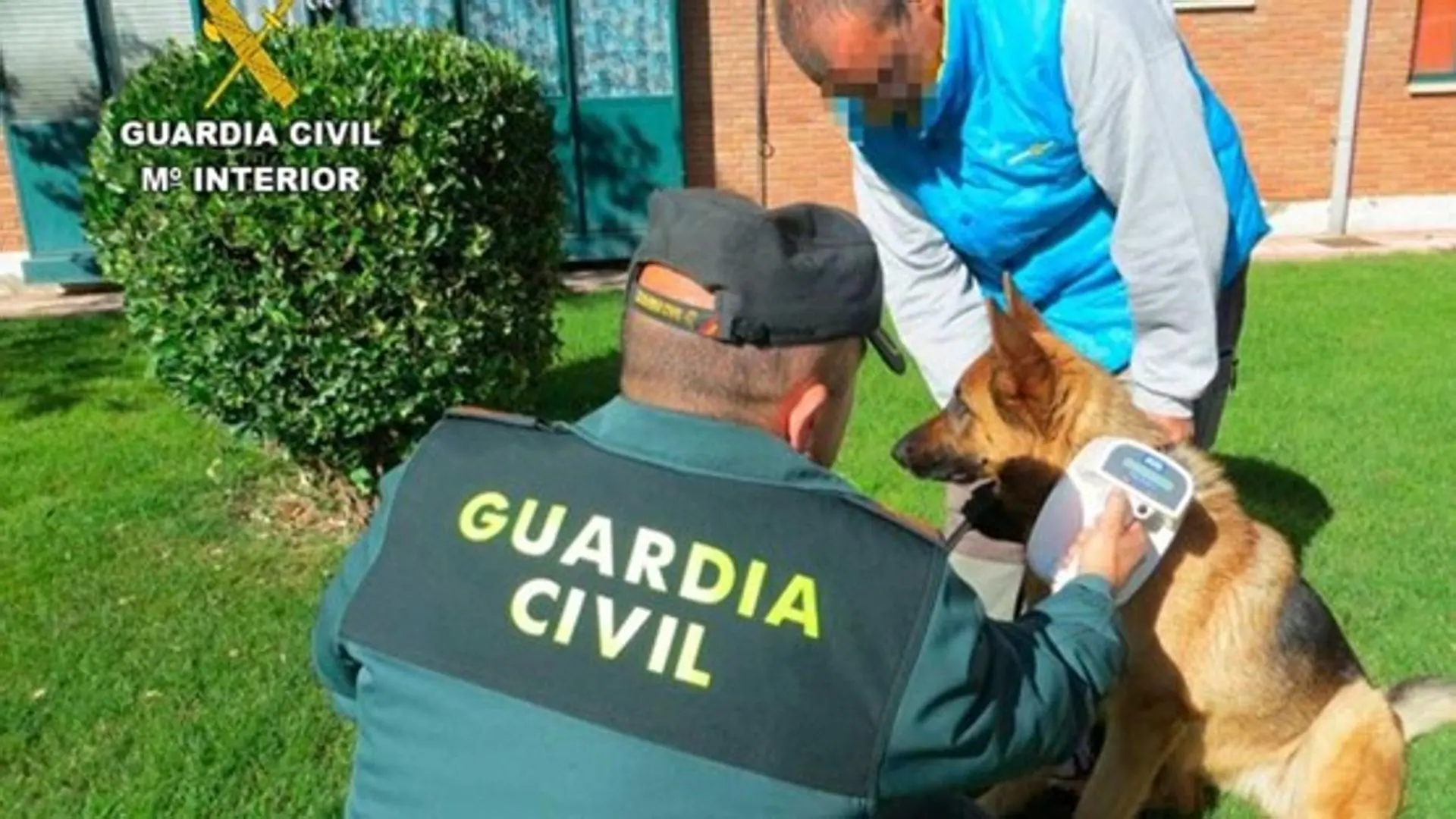 Guardia Civil concluye la ‘Operación Can’ en Castilla y León: 1.265 perros identificados y 305 denuncias administrativas