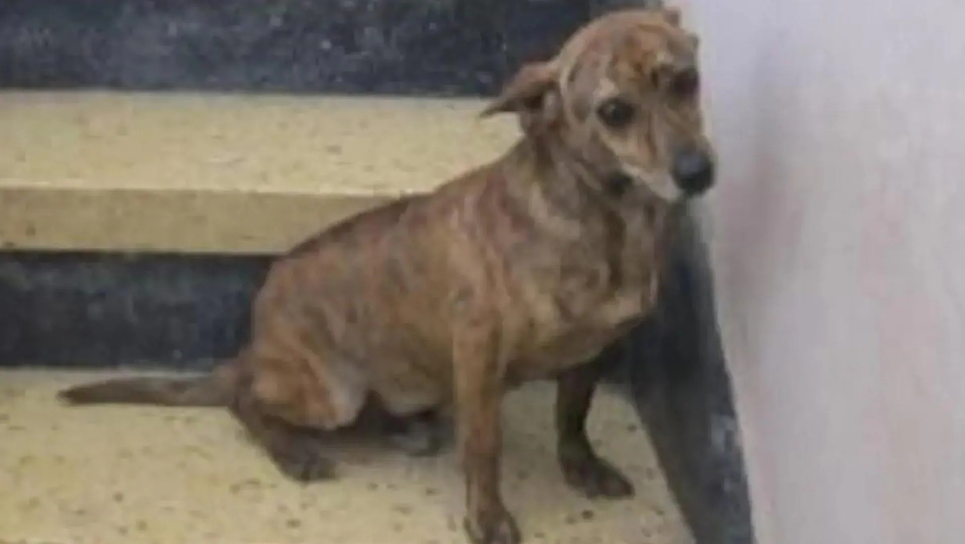 Ocho meses de cárcel por golpear reiteradamente a su perro y tenerlo en situación de abandono en Arucas