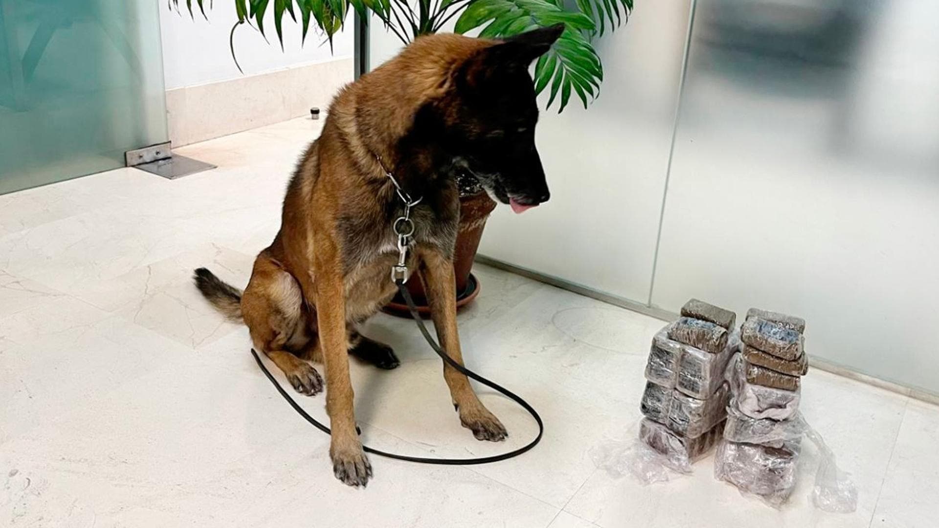 La unidad canina de la Policía Local de Antequera intercepta un alijo de droga de casi cinco kilos durante control en la estación de autobuses.