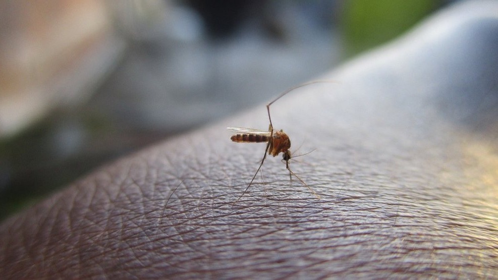 El Virus del Nilo llega a Gibraleón y Lucena del Puerto