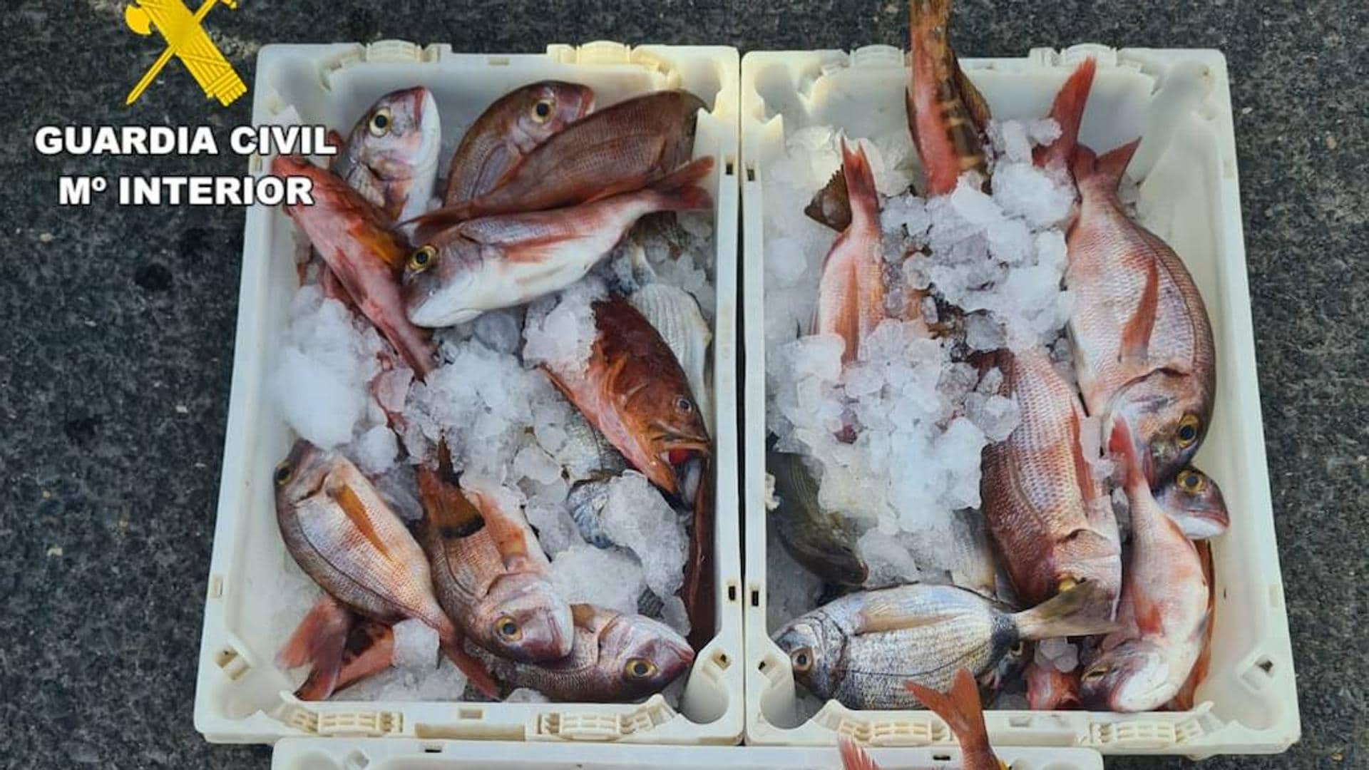 Denunciado por comercializar en una lonja de Gran Canaria pescado capturado ilegalmente