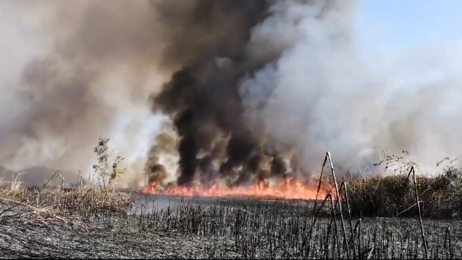 Desalojan tres viviendas en un nuevo incendio en S’Albufera de Mallorca