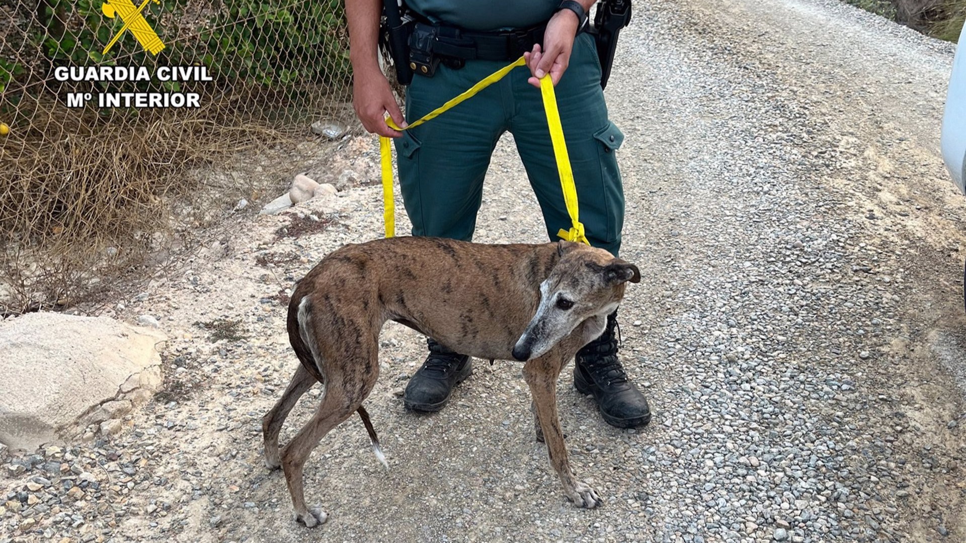 El Seprona investiga un caso de abandono animal en Las Torres de Cotillas