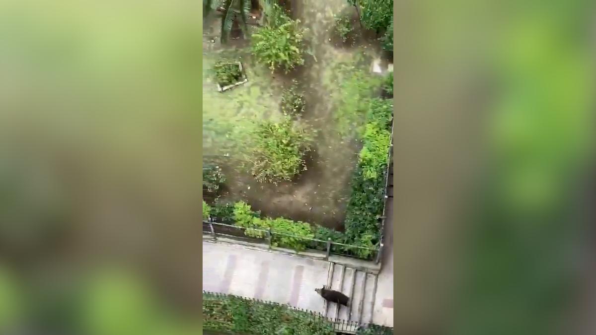 Vídeo: Un jabalí de 100 kilos siembra el pánico en Vallecas al resistir sedantes y morder a un policía antes de ser abatido.