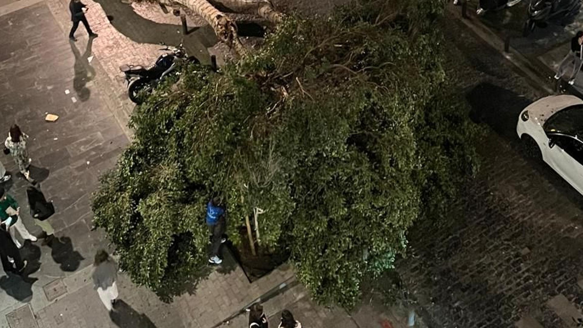 Un árbol se desploma en pleno centro de Las Palmas de Gran Canaria