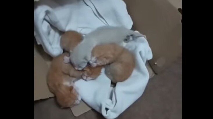 Vídeo | Abandonan una caja llena de gatitos en Bollullos: Necesitan urgentemente acogida